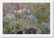 14SerengetiDayGameDrive - 081 * Black-headed Heron.